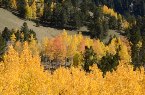 The Fall Foliage In Colorado Should Be Even More Beautiful This Year Thanks To Above-Average Moisture