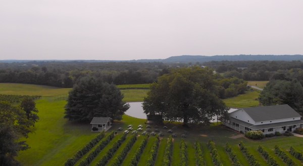 Sip Wine With Alpacas At StarView Vineyards  In Illinois