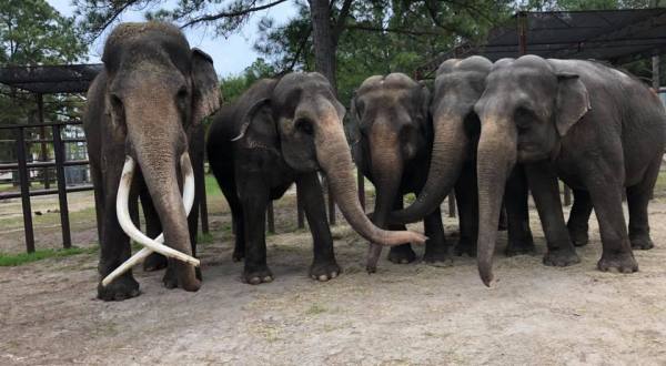 Spend An Afternoon At Two Tails Ranch Elephant Sanctuary In Florida