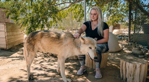 Not Many People Know About Wolf Mountain Sanctuary Right Here In Southern California