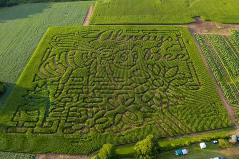 Get Lost In This Amazing Corn Maze Near Buffalo This Fall
