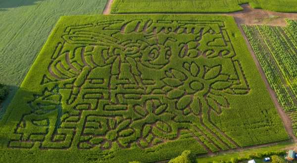 Get Lost In This Amazing Corn Maze Near Buffalo This Fall