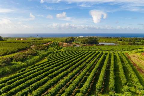 Enjoy A Tour Of America's Largest Commercial Coffee Orchard At Kauai Coffee Company In Hawaii