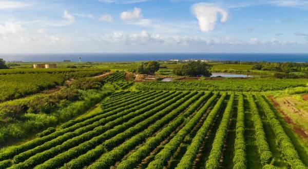 Enjoy A Tour Of America’s Largest Commercial Coffee Orchard At Kauai Coffee Company In Hawaii