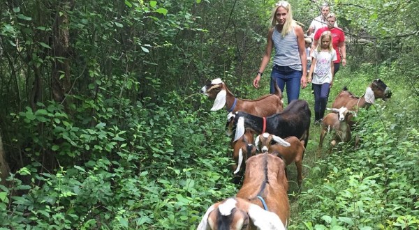 Go Hiking With Goats In The Town Of Ada For A Unique Michigan Adventure