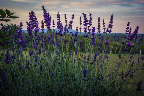 Pick Your Own Lavender In Massachusetts At The Fall Lavender Festival At SummitWynds