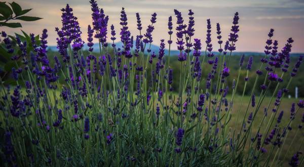 Pick Your Own Lavender In Massachusetts At The Fall Lavender Festival At SummitWynds