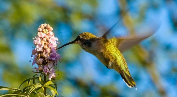 Thousands Of Hummingbirds Are Headed Straight For Arizona This Fall
