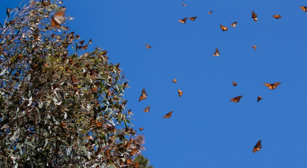 Record Numbers Of Monarch Butterflies To Pass Through Texas Next Month