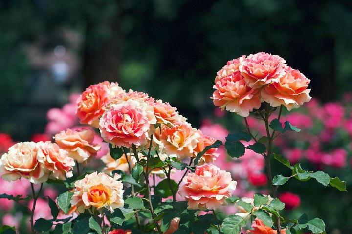 municipal rose garden
