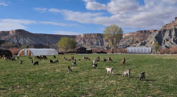 You’ll Find Fresh Produce And Fresh-Baked Goodies At Mesa Farm Market In Utah