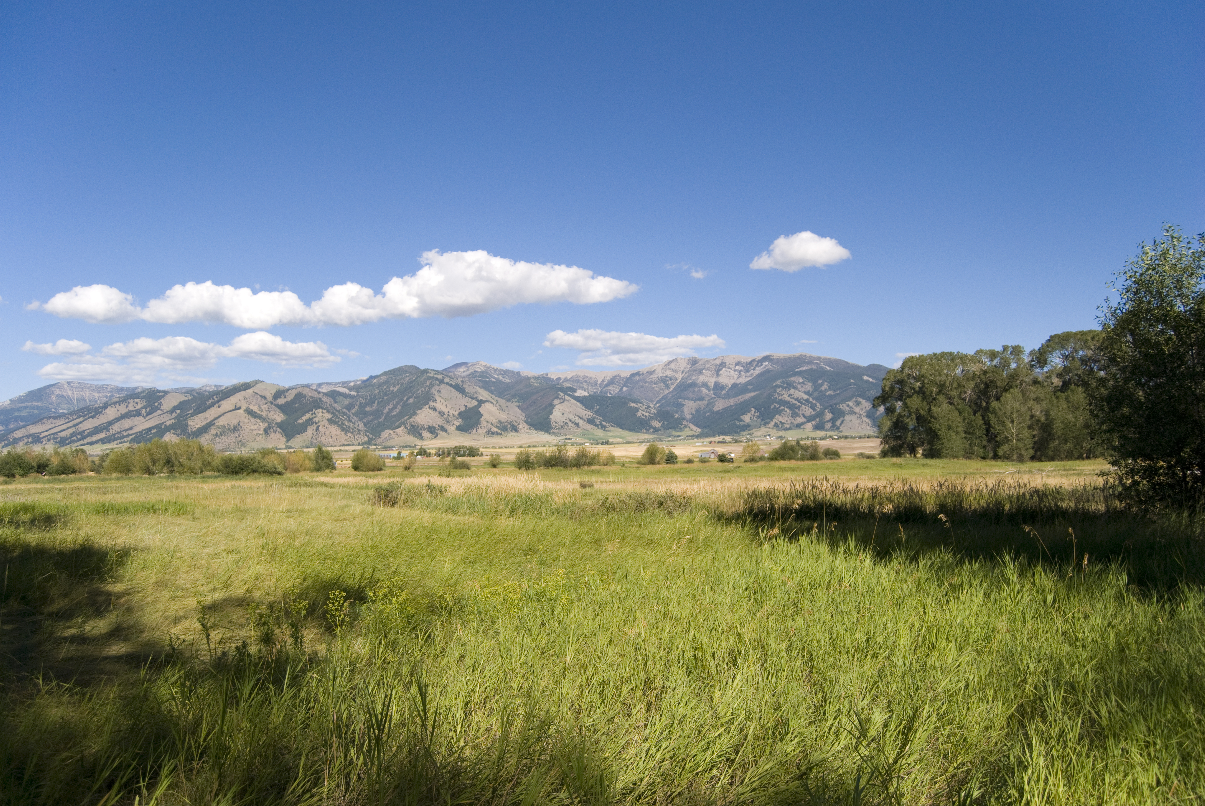 Montana banner image
