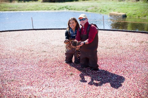 Help With A Cranberry Harvest At The Nantucket Cranberry Festival In Massachusetts