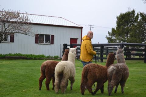 Don't Miss The Live Hands-On Festivities At Der Bauernhof Farms, An Alpaca Farm In Illinois