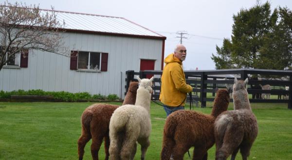 Don’t Miss The Live Hands-On Festivities At Der Bauernhof Farms, An Alpaca Farm In Illinois