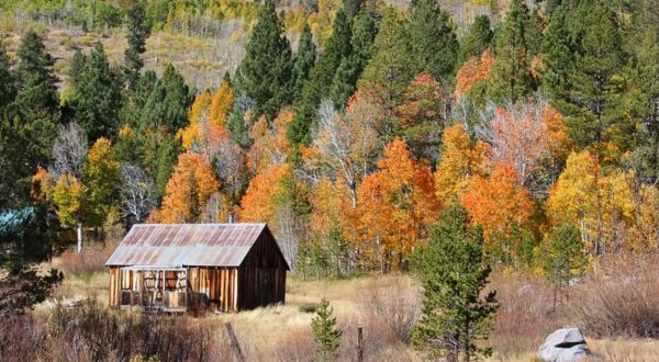 Take A 25-Mile Drive Through Nevada To See This Year’s Beautiful Fall Colors