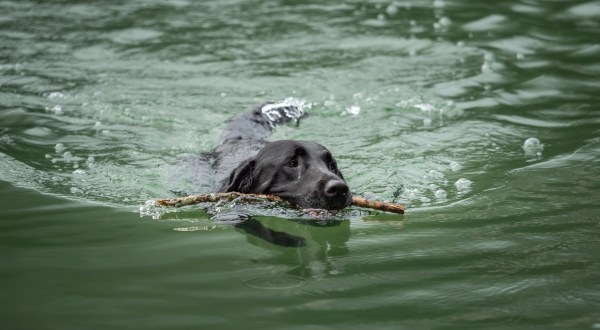 The Toxic Blue-Green Algae Responsible For Killing Dogs Around The U.S. Has Been Found In South Carolina