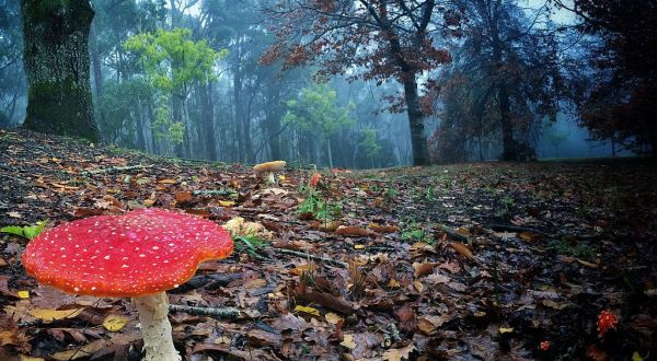 You Will Want To Keep Your Eye Out For These Rare Poisonous Mushrooms In Colorado