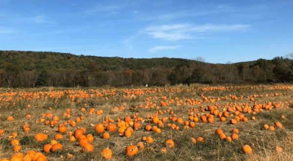 The Massive Pumpkin Patch At Ort Farms Is A Picturesque Fall Destination In New Jersey