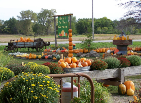 Go Pumpkin Picking On A Gorgeous Fall Day At Hawk Valley Garden In Iowa