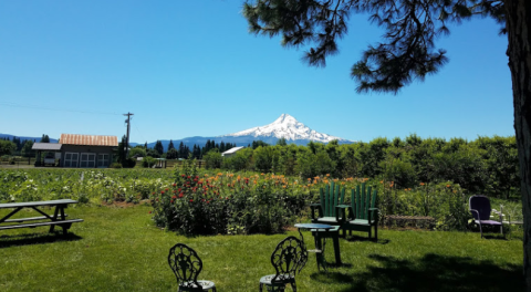 For A Fun Fall Weekend With The Family, Take A Trip To Draper Girls Country Farm In Oregon