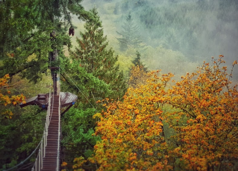 See Fabulous Fall Colors On The Pumpkin Ridge Zip Tour In Oregon