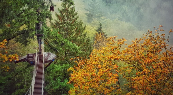 See Fabulous Fall Colors On The Pumpkin Ridge Zip Tour In Oregon