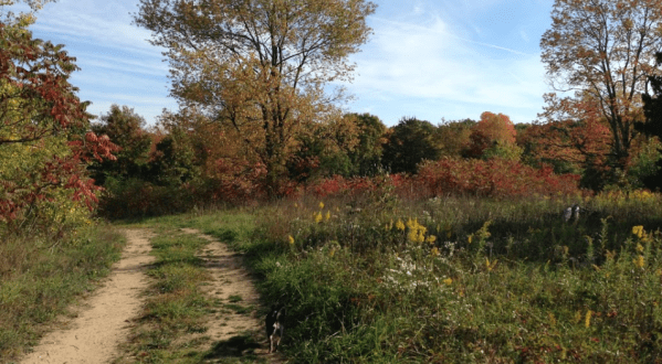 Surround Yourself With Fall Foliage On Chipman Preserve Trail, An Easy 3-Mile Hike In Michigan