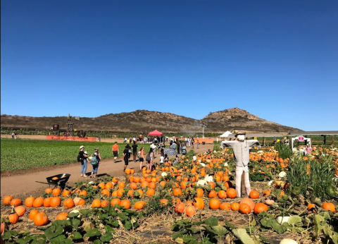 Nothing Says Fall Is Here More Than A Visit To Southern California's Charming Pumpkin Farm