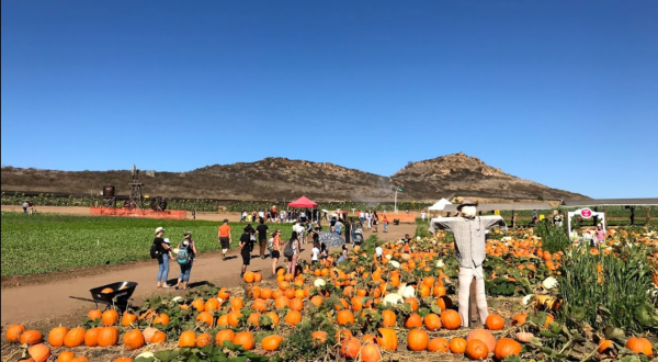 Nothing Says Fall Is Here More Than A Visit To Southern California’s Charming Pumpkin Farm