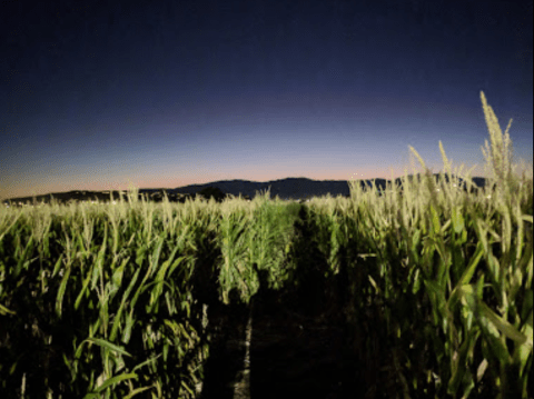 Walk Through A Creepy Cornfield Maze At The Staheli Farm Field Of Screams In Utah