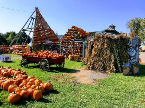 The Massive Pumpkin Pyramid At The Great Pumpkin Farm Near Buffalo Is A Sight To Be Seen