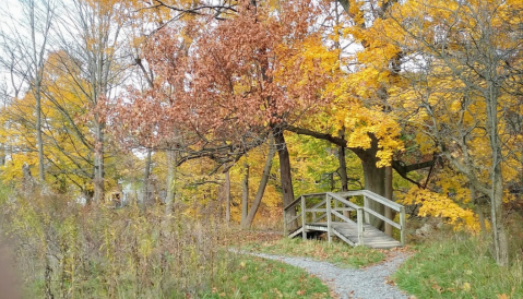 This Easy Fall Hike Near Buffalo Is Under 2 Miles And You'll Love Every Step You Take