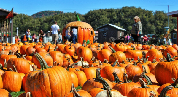 You Could Spend Hours In The 200-Acre Pumpkin Patch At Pumpkinville Near Buffalo