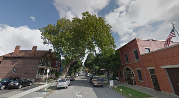 There’s No Other Historical Landmark In Buffalo Quite Like This 300-Year-Old Tree