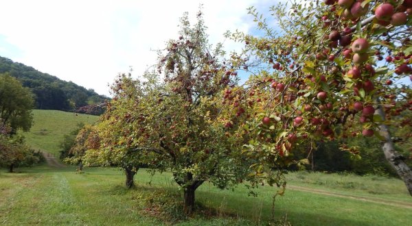 Visit Stribling Orchard, A 35-Acre U-Pick Apple Farm In Virginia