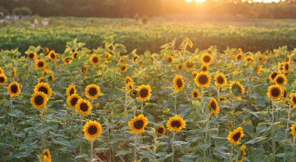Wild Berry Farm Has The Most Massive Sunflower Field In Texas