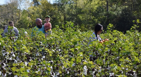 Make Your Way Through A 4-Acre Cotton Field Maze At Cotton Hills Farm This Fall In South Carolina
