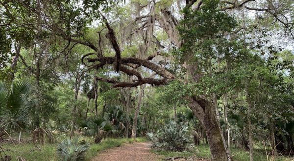 The 4.2 Mile Bulow Woods Loop Is A Beautiful And Easy Trail To Take In Florida