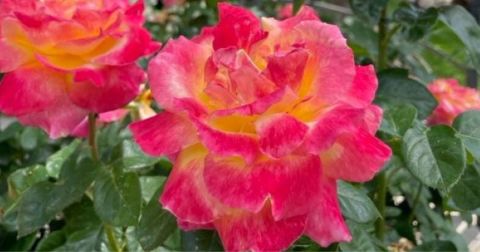 Stroll Through More Than 1,750 Roses During A Visit To Municipal Rose Garden In Nevada