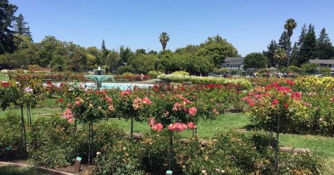 Stroll Through More Than 3,500 Rose Bushes During A Visit To Municipal Rose Garden In Northern California