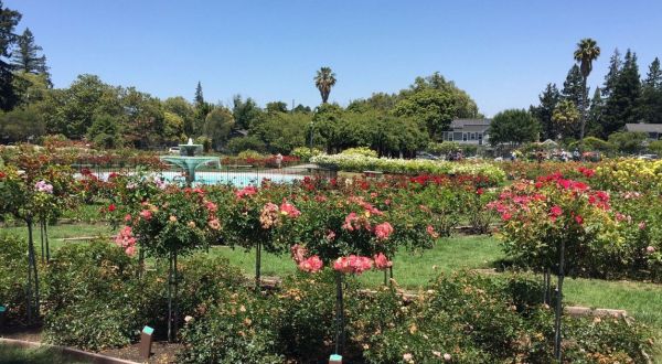 Stroll Through More Than 3,500 Rose Bushes During A Visit To Municipal Rose Garden In Northern California