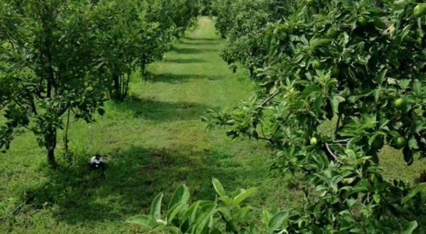 Henrietta Creek Orchards In Texas Has Over 500 Apple Trees