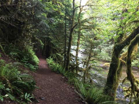 Take The Old Salmon River Trail In Oregon For A Shady Stroll