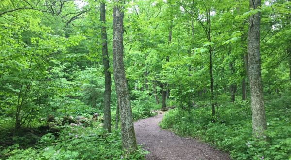 Parfrey’s Glen Trail Is A Beginner-Friendly Waterfall Trail In Wisconsin That’s Great For A Family Hike