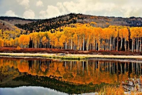 Surround Yourself In A Blaze Of Fall Foliage On The Willow Heights Trail In Utah