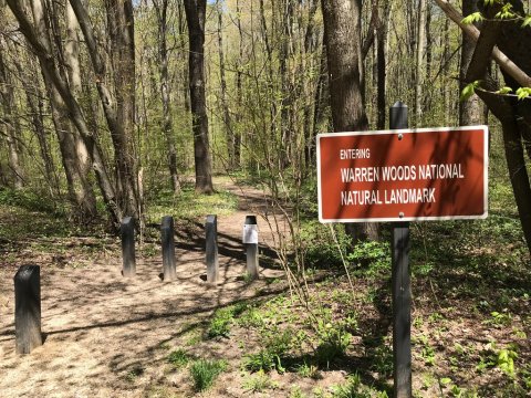 The 1.6-Mile Warren Woods Trail Is A Beautiful And Easy Trail To Take In Michigan