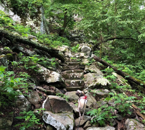 The Stairway To Nowhere Along Arkansas' Nebo Steps Trail Is A Magical Woodland Adventure