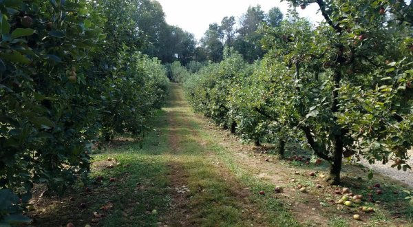 Georgia’s Hillcrest Orchards Has Hayrides, A Corn Maze, And U-Pick Apples Galore