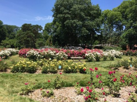 Stroll Through More Than 12,000 Roses During A Visit To Columbus Park Of Roses In Ohio